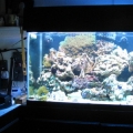plus 50 lbs of rock..lots of room for corals now.  : )