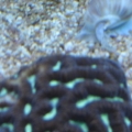 Rescued favia...I think he will make it