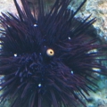 rescued Urchin  ...he came from a tank that was real bad...Nitrates were around 160 !!