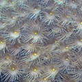 yellow polyops cover Overflow
