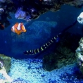 flameback angel, clownfish pair, engineer gobe