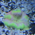 mini carpet anemone