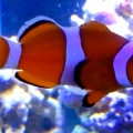 clown
