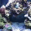 full reef shot