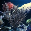 new scape
