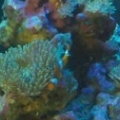 clownfish