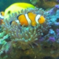 Clownfish livin in Anemone