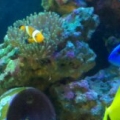 Clownfish, Ritteri Anemone, Blue Regal Tang, Yellow Tang