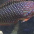 Leopard Wrasse