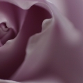 flower picture