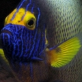 Blueface