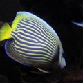 Emperor Angel and Clown Tang