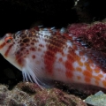 Falco Hawkfish