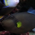 Pinktail Trigger