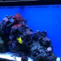 tank1.1