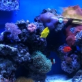 tank1.2