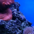 tank1.5