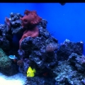tank1.8