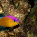 Royal strip dottyback