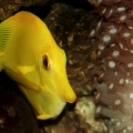 Yellow tang