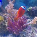 Tomato Clown hosting my purple condi Anemone..