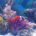 Tomato Clown hosting my purple condi Anemone