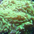 Hammer Coral