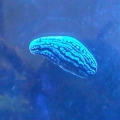 IMG01314 20110602 1041