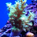 green nepthea