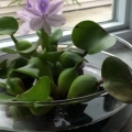 betta.. the bettas 1 gallon bowl, water is low cat keeps drinking it. the betta doesnt seem to mind. he does his bubble nests and hangs out in the roots.  cleaned the bowl the next day but flower wasnt blooming anymore  :(