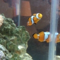 Clowns