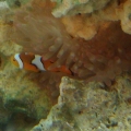 True percula clown and bubble tipped anenome