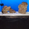 My new 45 gallon tank, homemade stand, Marineland Reef Capable LED lights, 2 powerheads, 45 lbs of live sand, and 45 lbs of live rock.  Livestock - 2 turbos, 2 bumble bee snails, and 2 hermits with more to come soon (still a little more cycling to do).