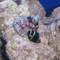 Bumble bee snail and a turbo snail