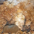 Hermit, turbo, and a mushroom my neighbor gave to me from his tank