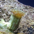New Frogspawn frag