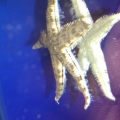 Sandsifting Starfish climbing the glass