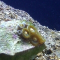 New Polyps frag