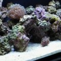 my 40 gal breeder