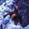 My awesome starfish :)