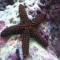 orang/black star.