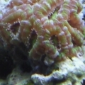 Acan