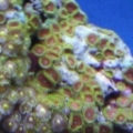 zoas