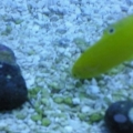 My little yellow coris wrasse :)