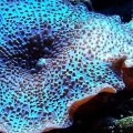 Mushroom coral