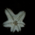 Asterina Starfish... i think...