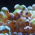 Sexy Anemone pair on Frogspawn.