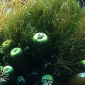 Hair algae growing amongst yellow polyps