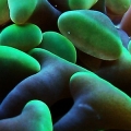 Closeup of Hammer coral