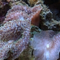 Lavender Mushroom colony - the white one seems unhealthy
